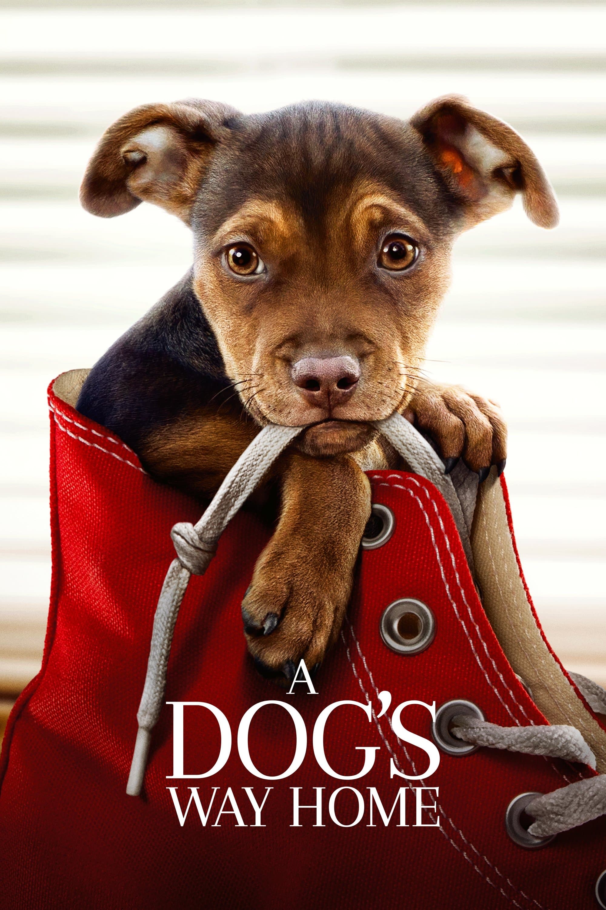 A Dog's Way Home full movie