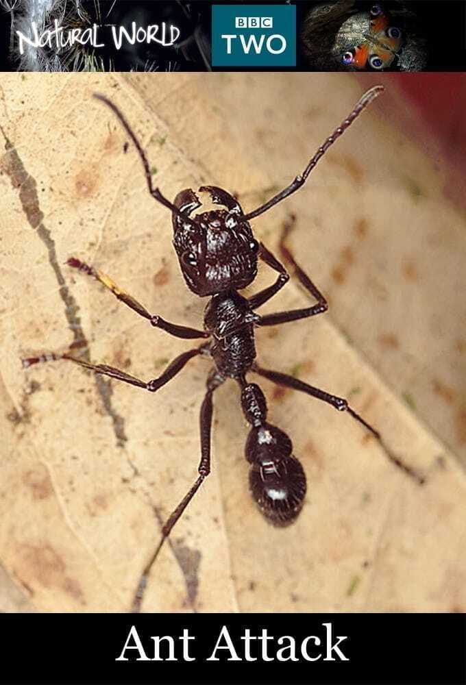 Ant Attack full movie