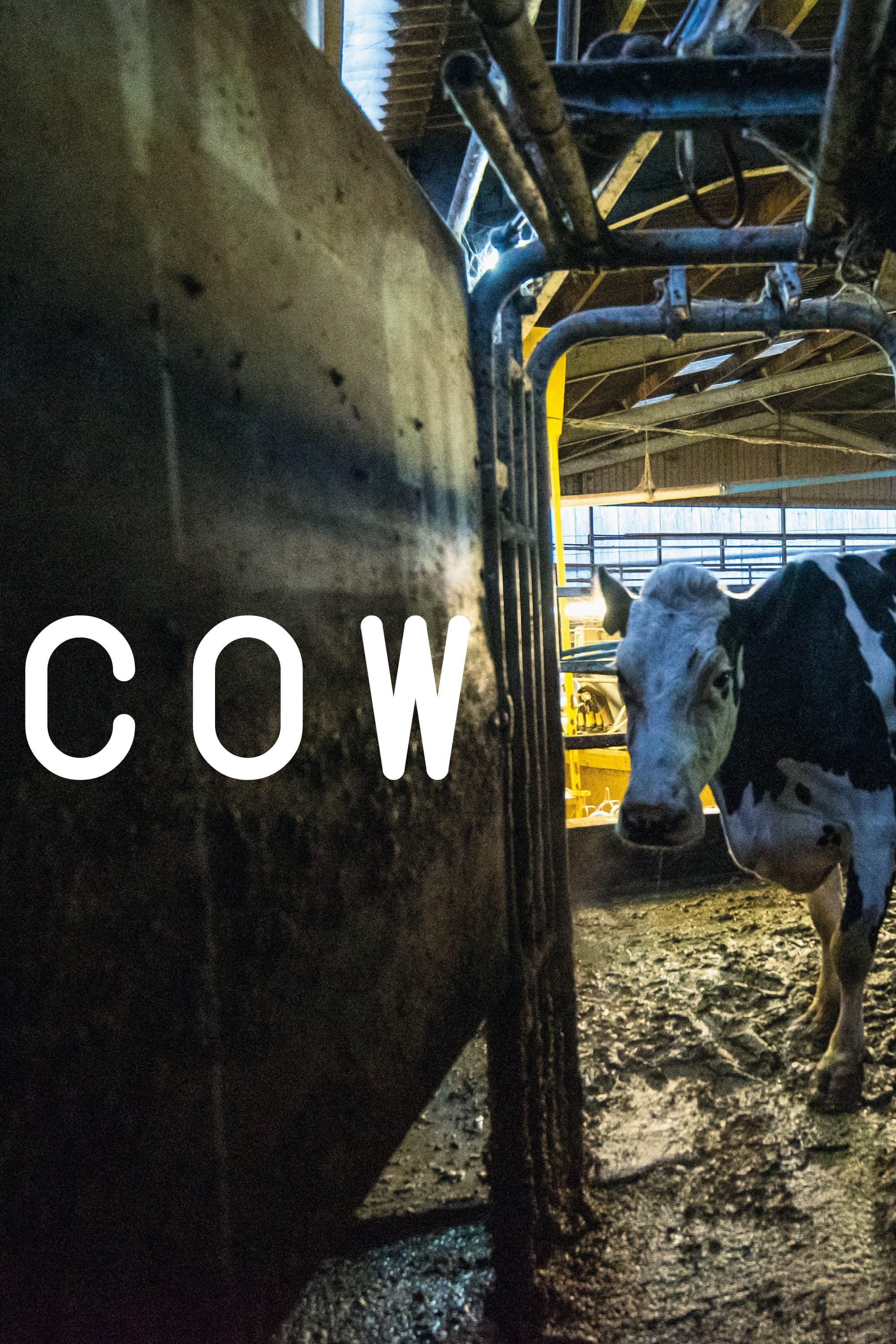 Cow full movie
