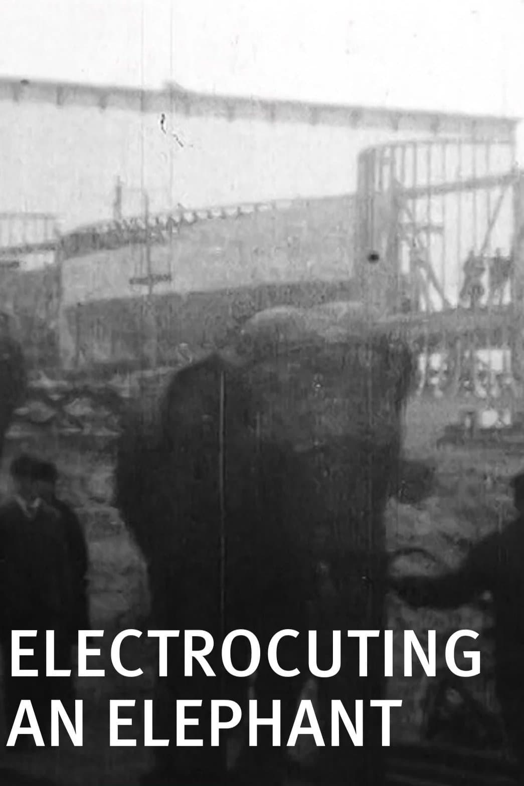 Electrocuting an Elephant full movie