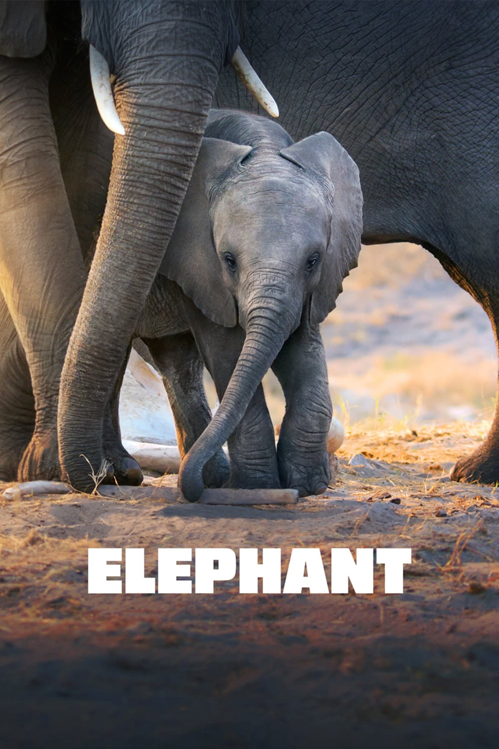 Elephant full movie