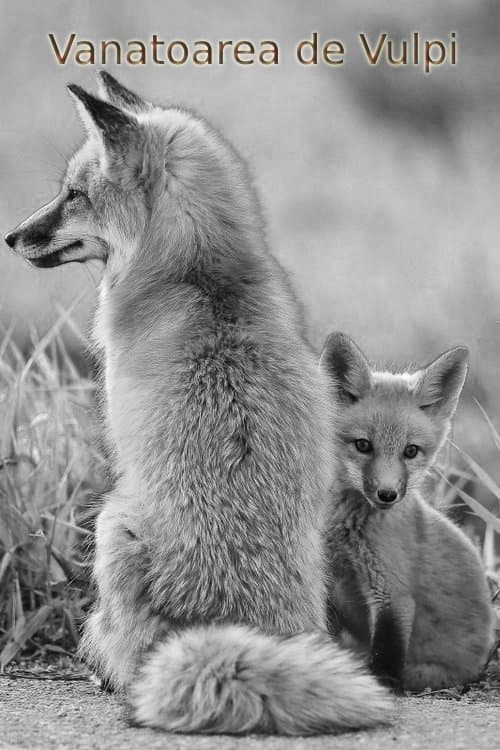 Fox Hunting full movie