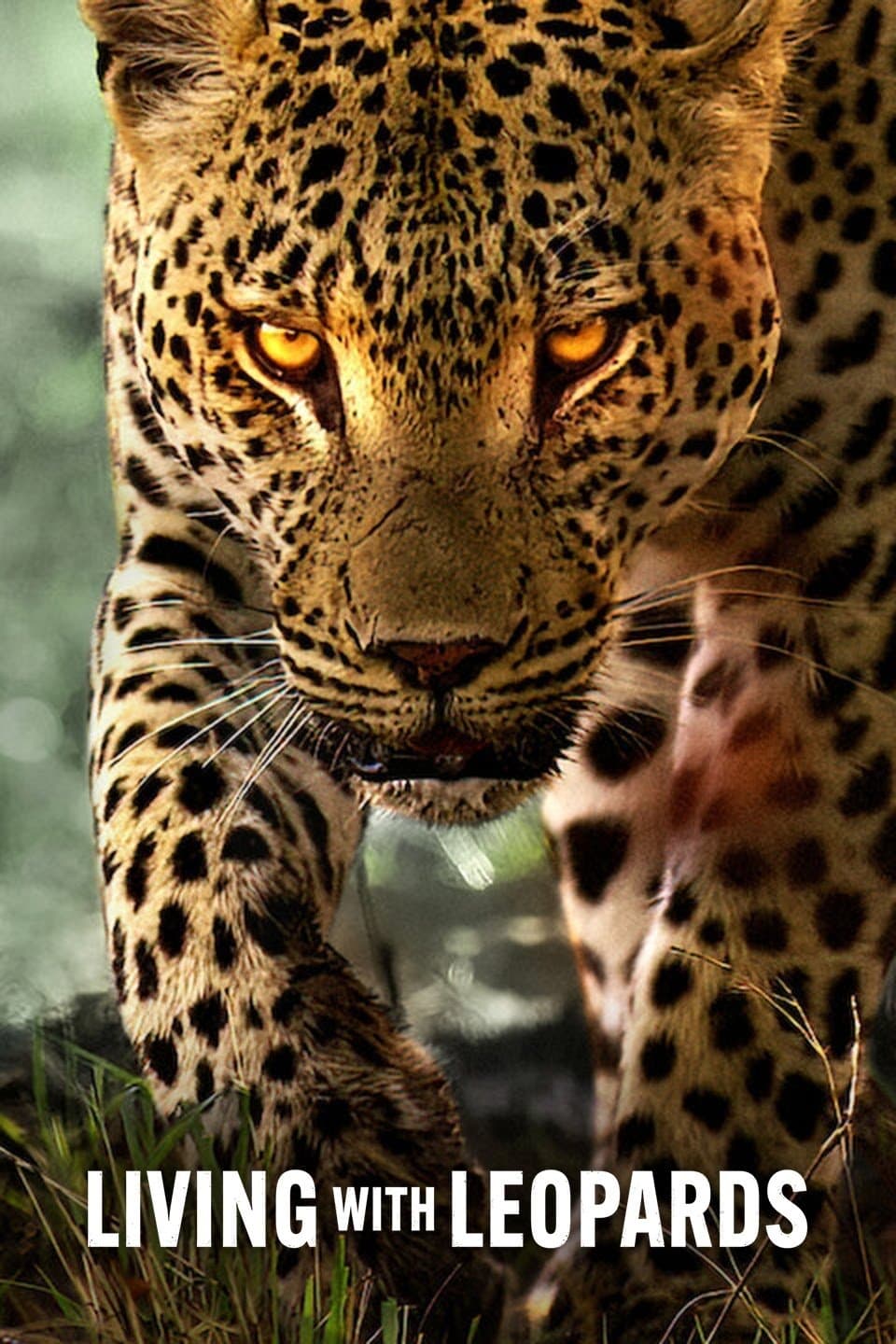 Living with Leopards full movie