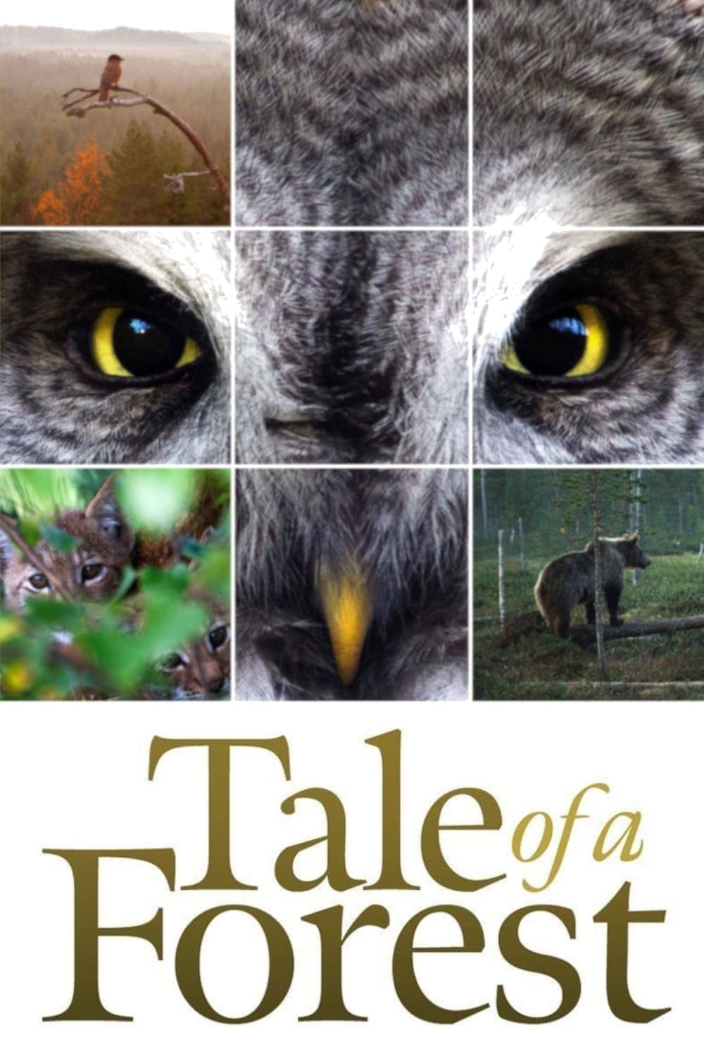 Tale of a Forest full movie