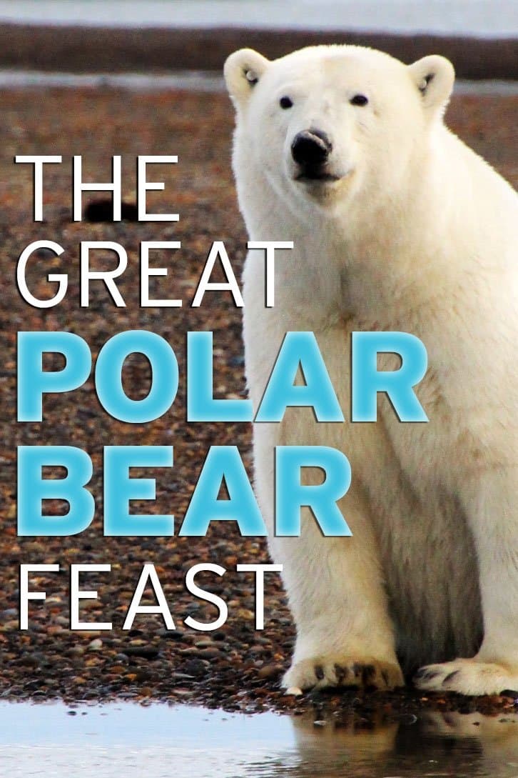 The Great Polar Bear Feast full movie