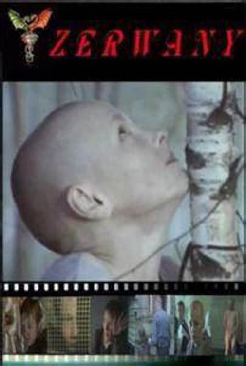 Torn full movie
