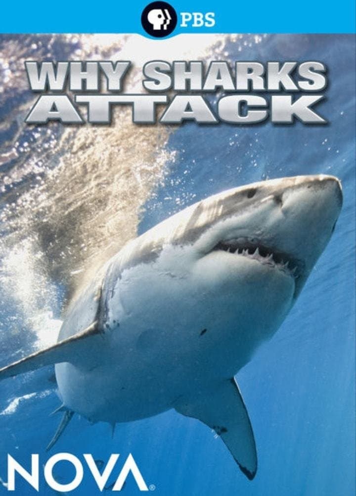 Why Sharks Attack full movie