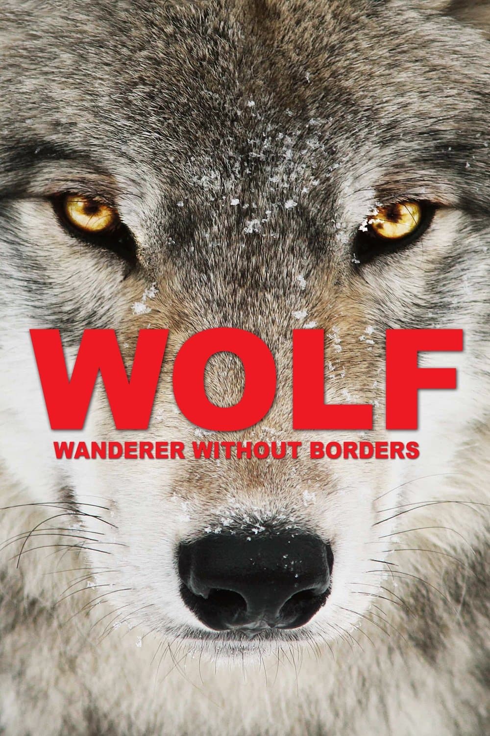 Wolf: Wanderer Without Borders full movie