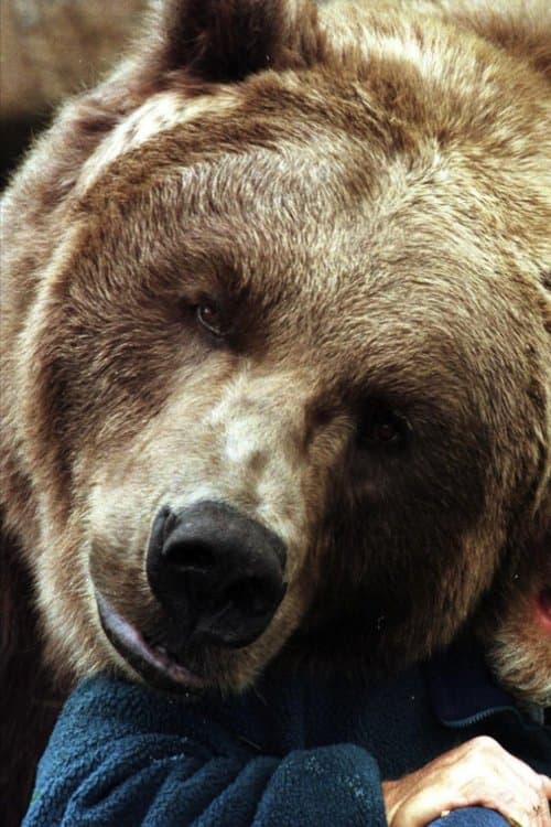 Photo of Bart the Bear II