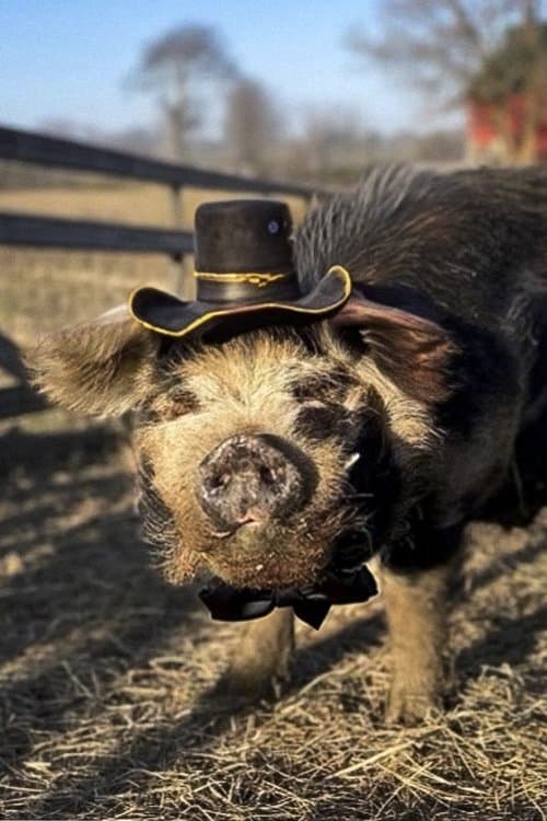 Photo of Bashi 'The Pig'