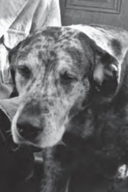 Photo of Bocko