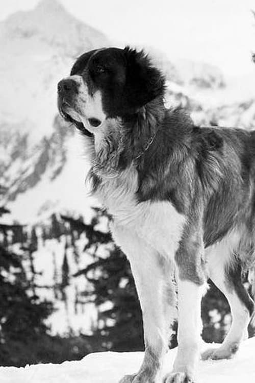 Photo of Buck