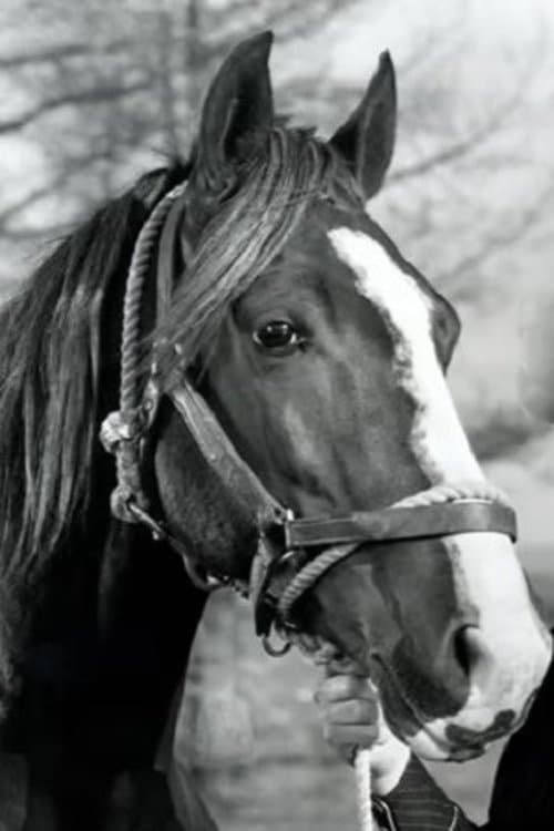 Photo of Champion Jr.