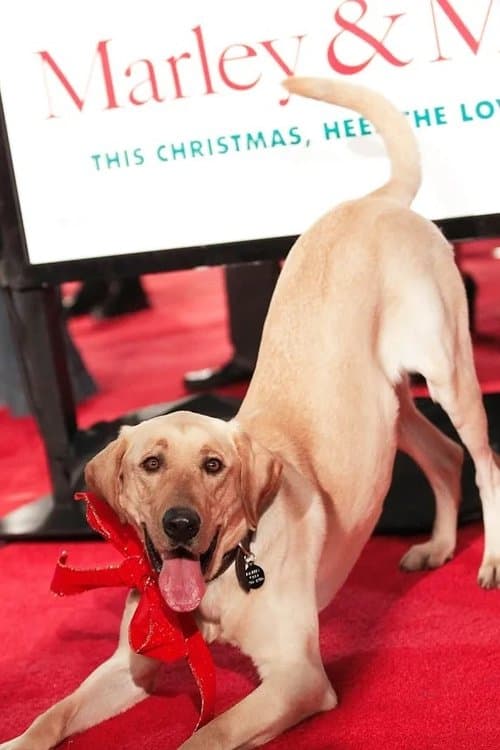 Photo of Clyde the Dog