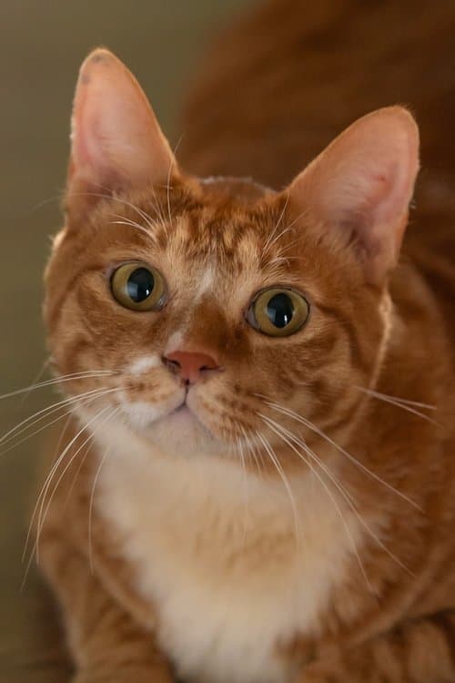 Photo of Geumdong-i