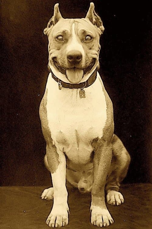 Photo of Luke the Dog