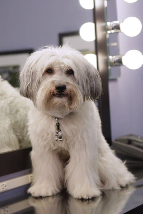 Photo of Pudsey