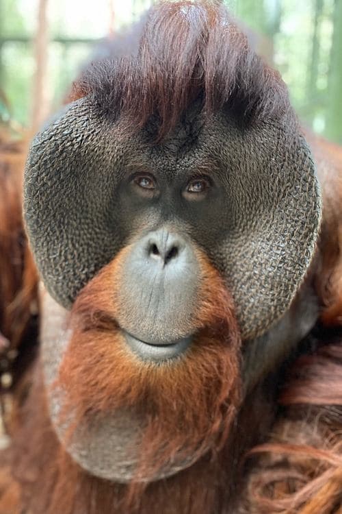 Photo of Sam the Orangutan