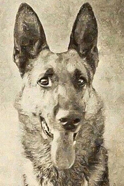 Photo of Thunder the Dog