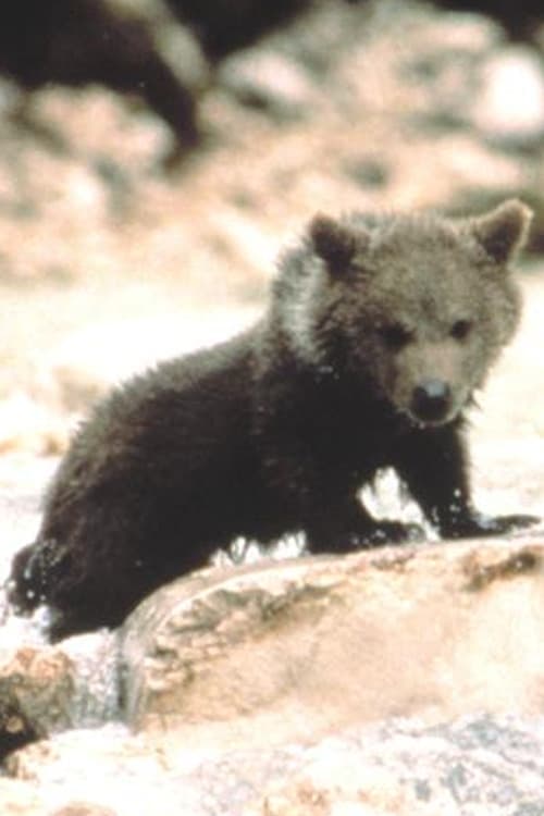 Photo of Youk the Bear