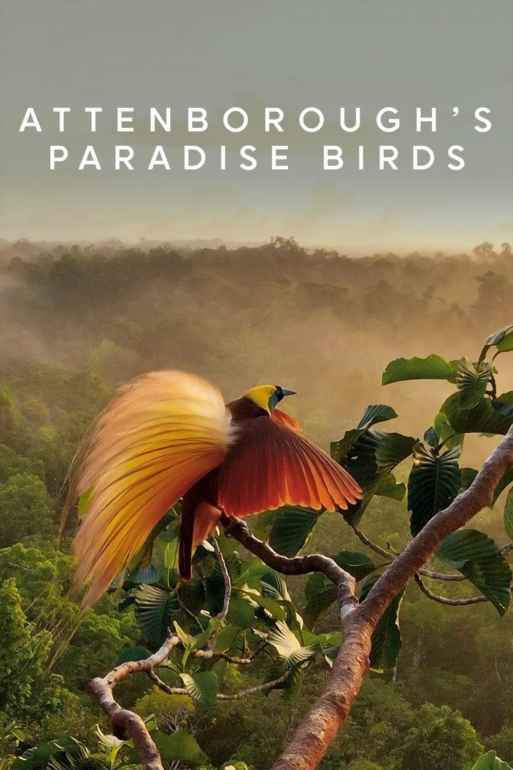 Attenborough's Paradise Birds full movie