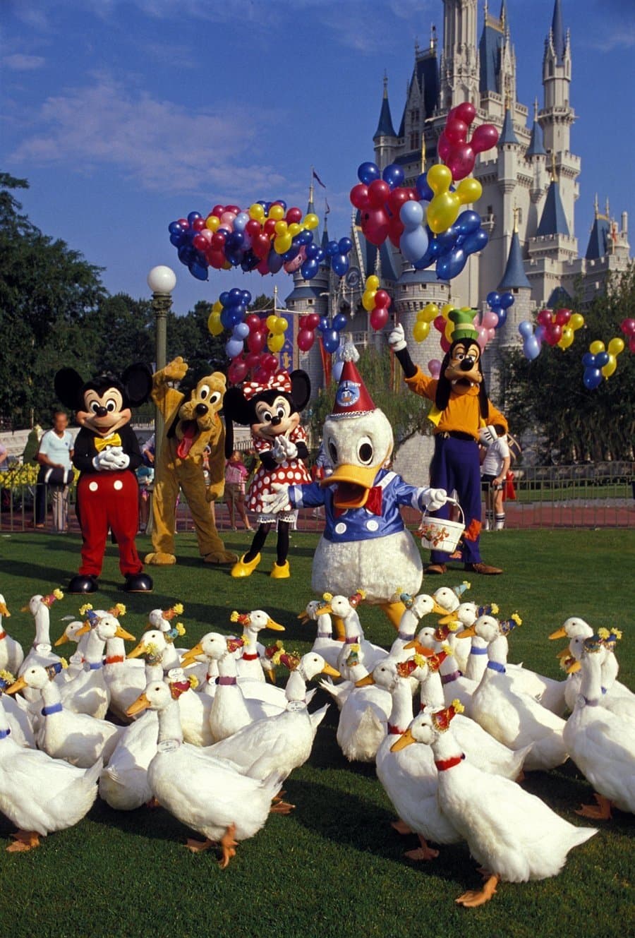 Donald Duck's 50th Birthday full movie