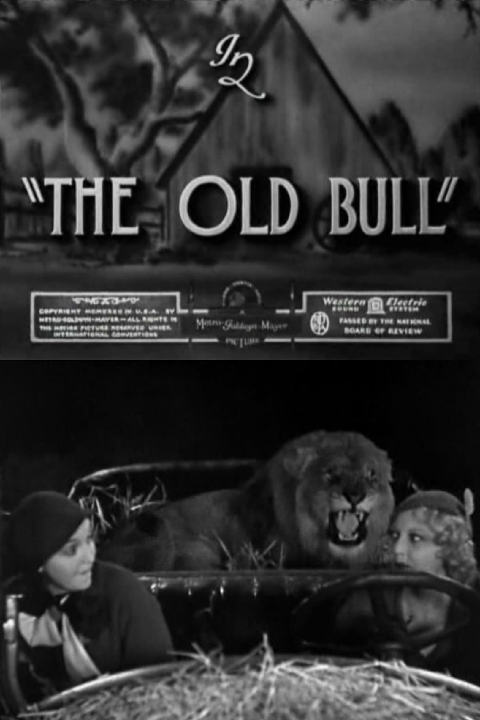 The Old Bull full movie