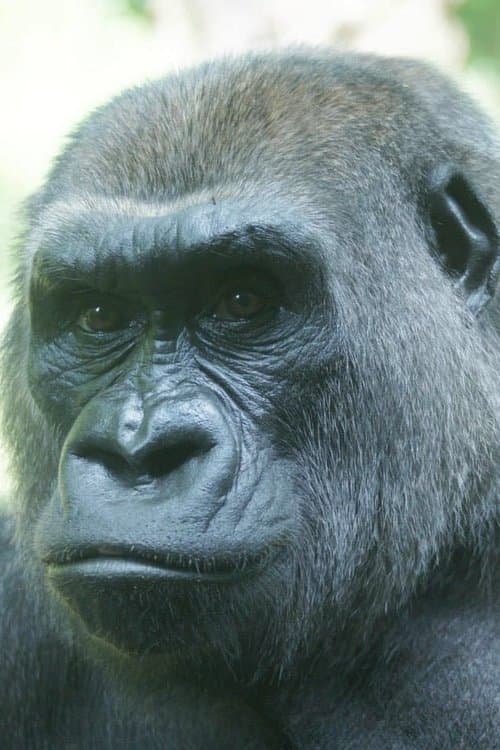 Photo of Triska